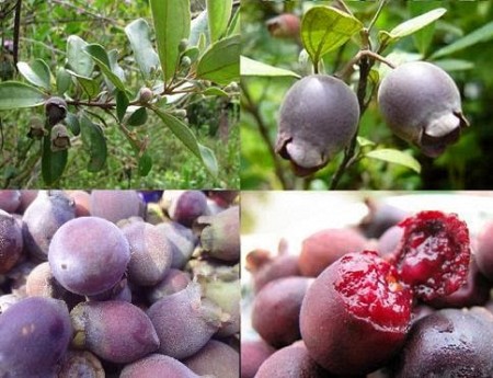 Tìm Hiểu Về Rượu Sim - Đặc Sản Khó cưỡng Tìm Hiểu Về Rượu Sim - Đặc Sản Khó cưỡng